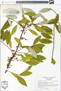 Elaeagnus umbellata image