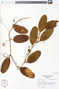 Smilax laurifolia image