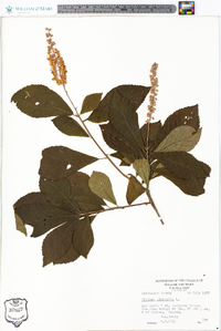 Clethra alnifolia image