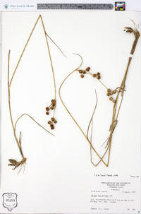 Juncus scirpoides image