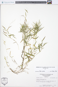 Kellochloa verrucosa image