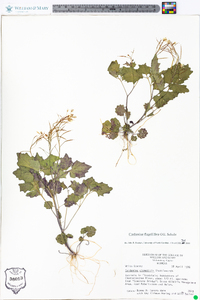 Cardamine flagellifera image