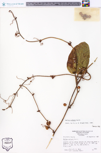 Smilax walteri image