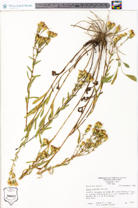 Aster gracilis image