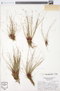 Eleocharis baldwinii image