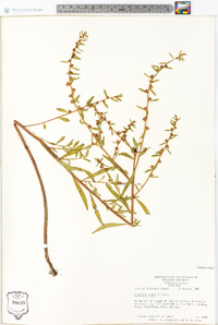 Ludwigia alata image