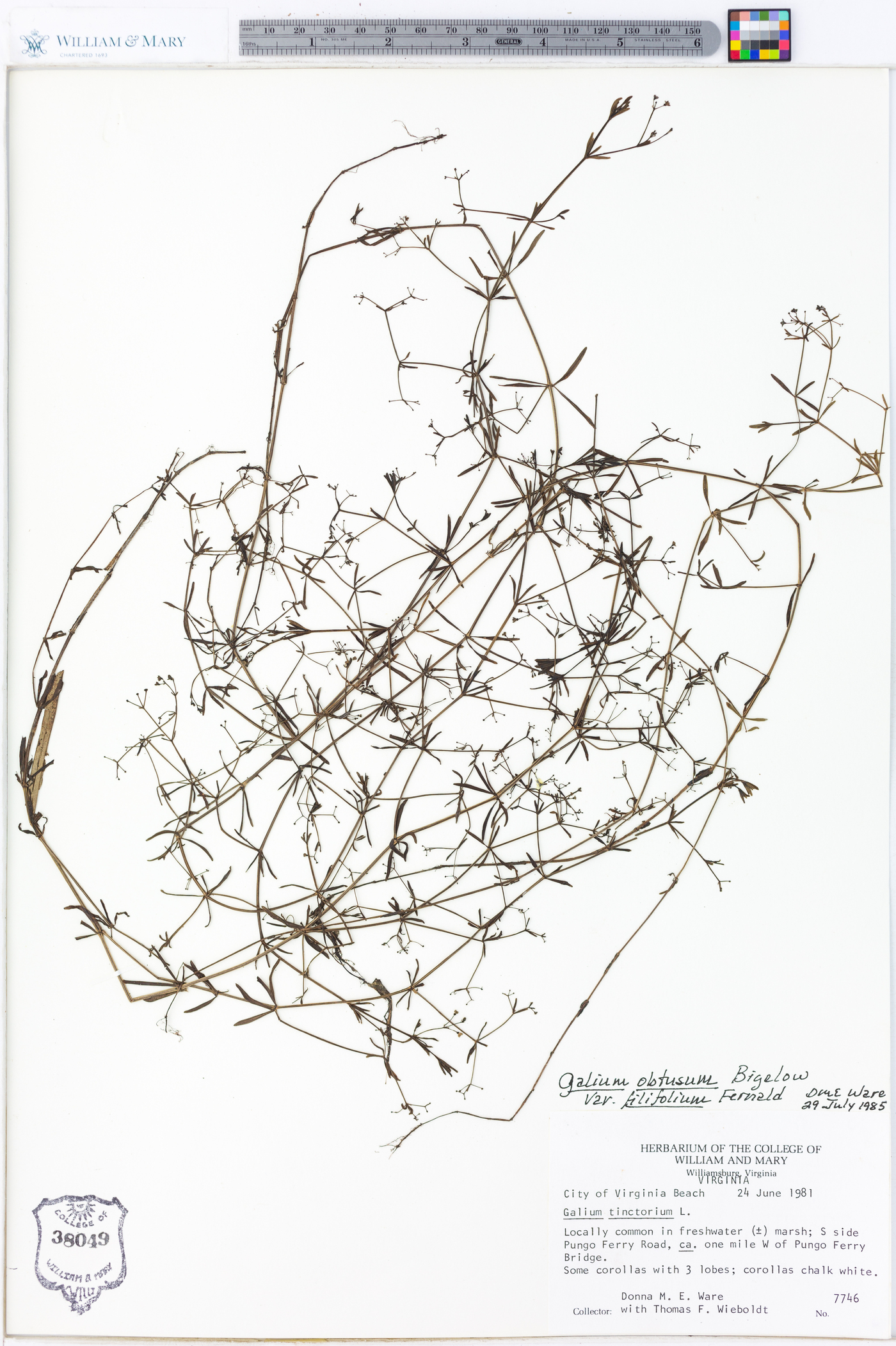Galium obtusum var. filifolium image