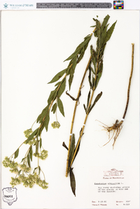 Eupatorium altissimum image