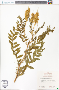 Astragalus canadensis image