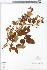 Rubus argutus image