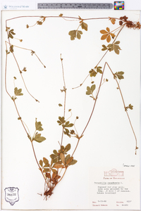 Potentilla canadensis image