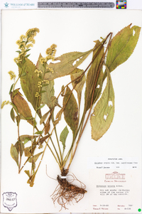 Solidago arguta var. caroliniana image