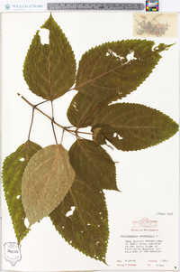 Collinsonia canadensis image