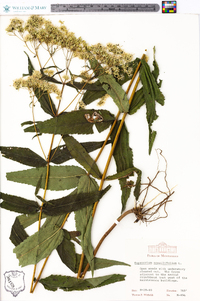 Eupatorium sessilifolium image