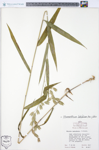 Chasmanthium latifolium image