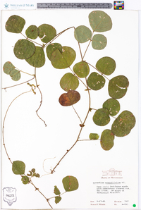 Desmodium rotundifolium image