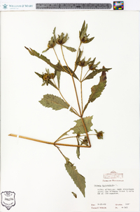 Bidens tripartita image