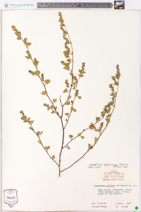 Lespedeza stipulacea image