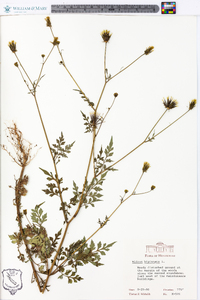 Bidens bipinnata image