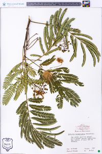 Albizia julibrissin image