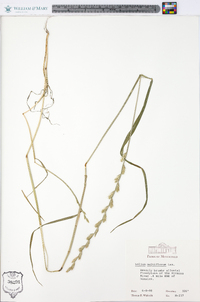 Lolium perenne subsp. multiflorum image