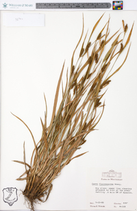 Carex flaccosperma image