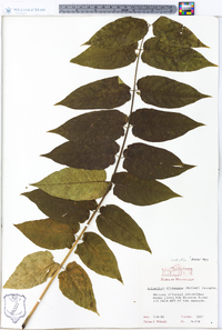 Ailanthus altissima image