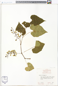 Vitis vulpina image