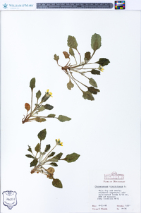 Chrysogonum virginianum image