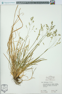 Poa cuspidata image