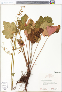 Heuchera americana image