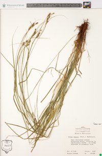 Carex swanii image