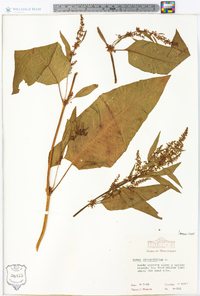 Rumex obtusifolius image