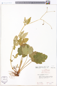 Geum vernum image