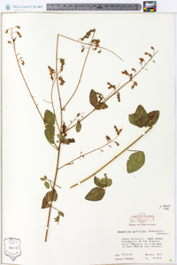 Desmodium nuttallii image