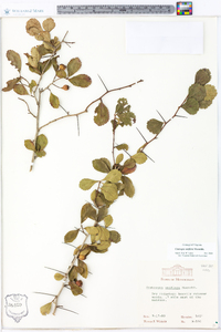 Crataegus uniflora image