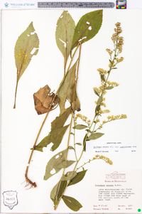 Solidago arguta var. caroliniana image