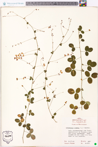 Lespedeza repens image