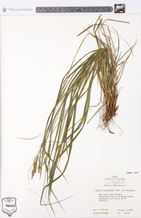 Carex virescens image