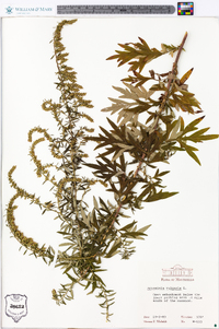 Artemisia vulgaris image