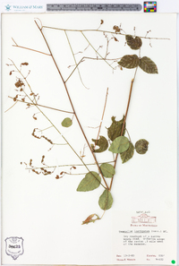 Desmodium laevigatum image