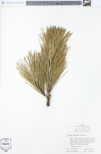 Pinus pungens image