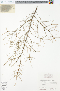 Tsuga canadensis image