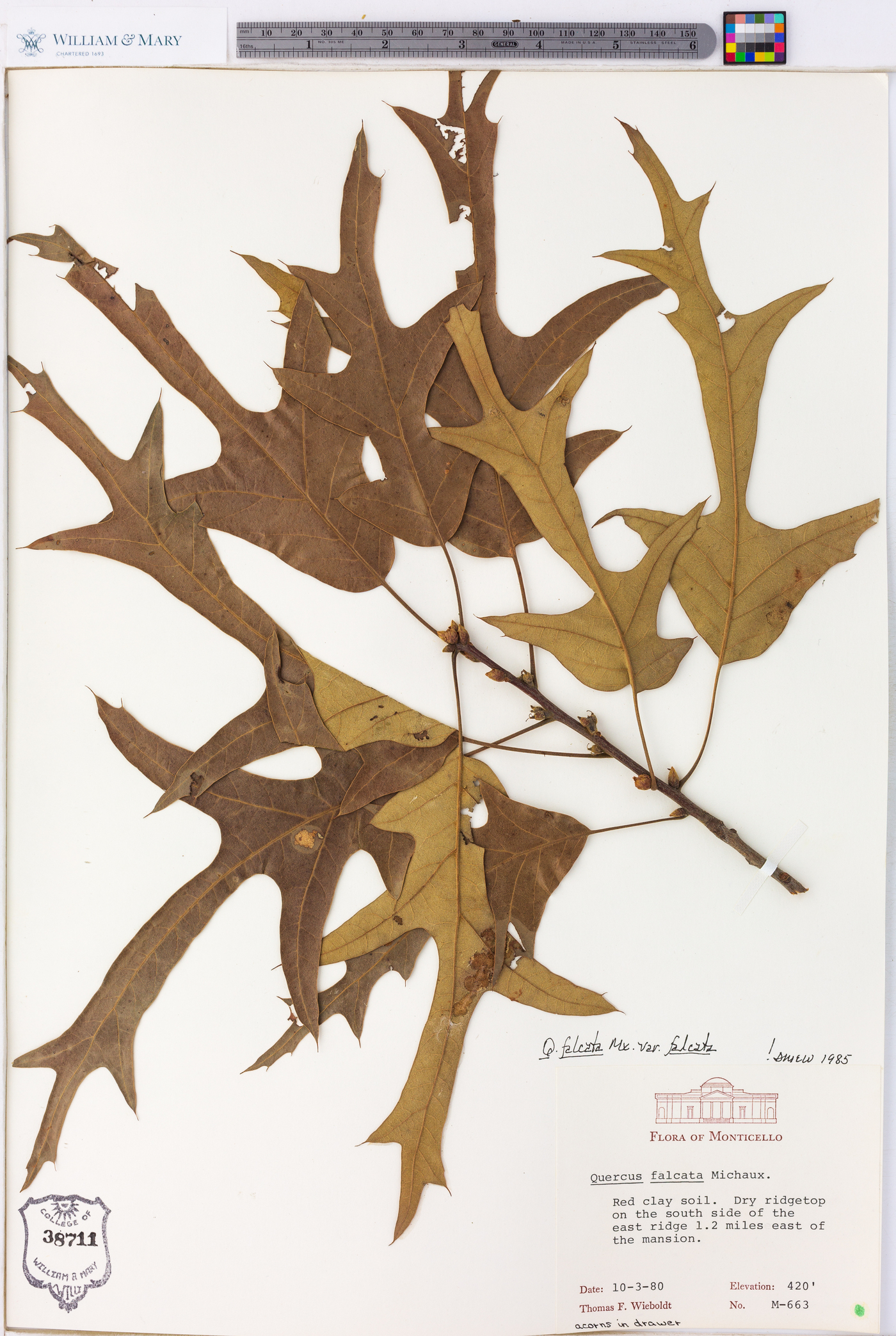 Quercus falcata var. falcata image