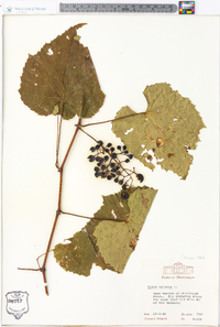 Vitis vulpina image