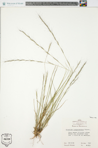 Aristida purpurascens image