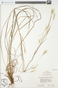 Andropogon ternarius image