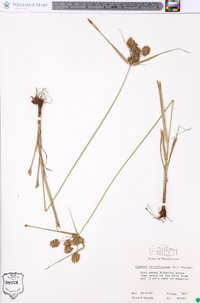 Cyperus retrofractus image