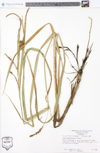 Carex hyalinolepis image