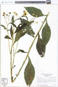 Verbesina alternifolia image